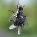 Mating Horseflies