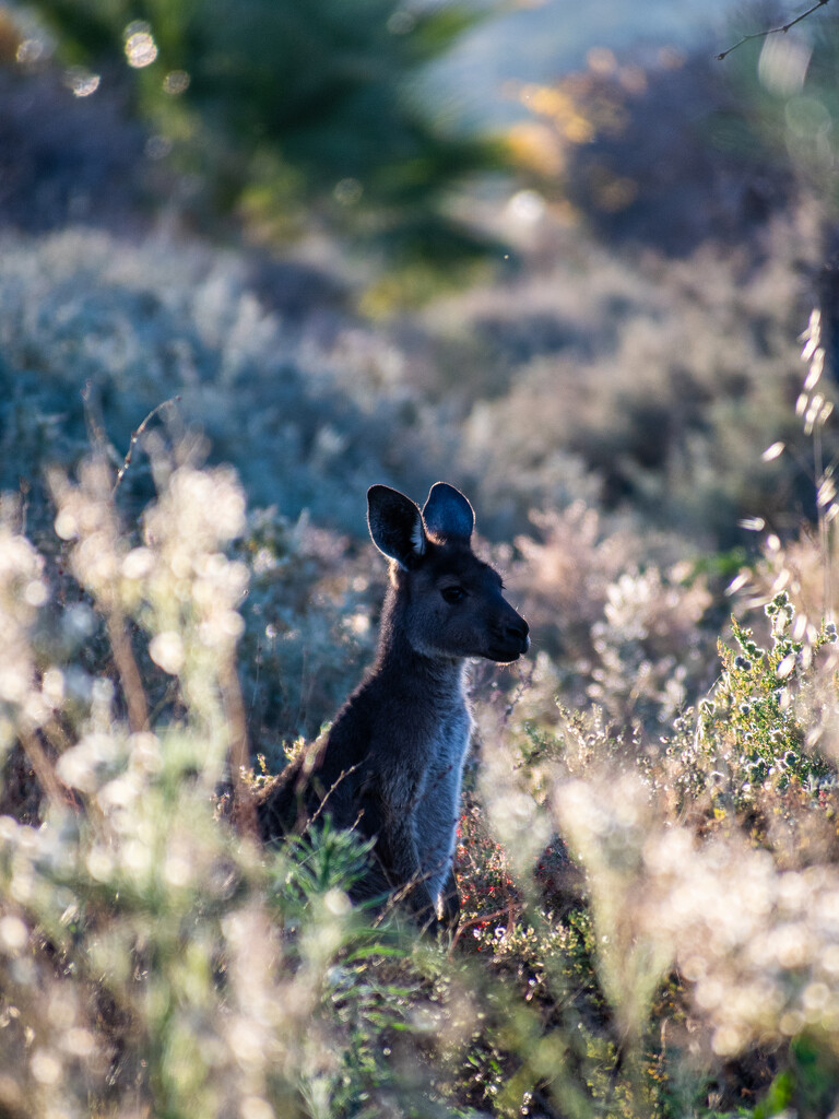 Small kangroo by nannasgotitgoingon