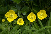 6th May 2024 - Welsh poppies