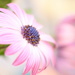 Garden Osteospermum daisies....... by ziggy77