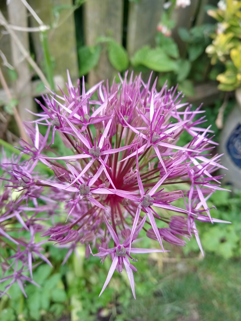Allium 'Star of Persia' by 365projectorgjoworboys