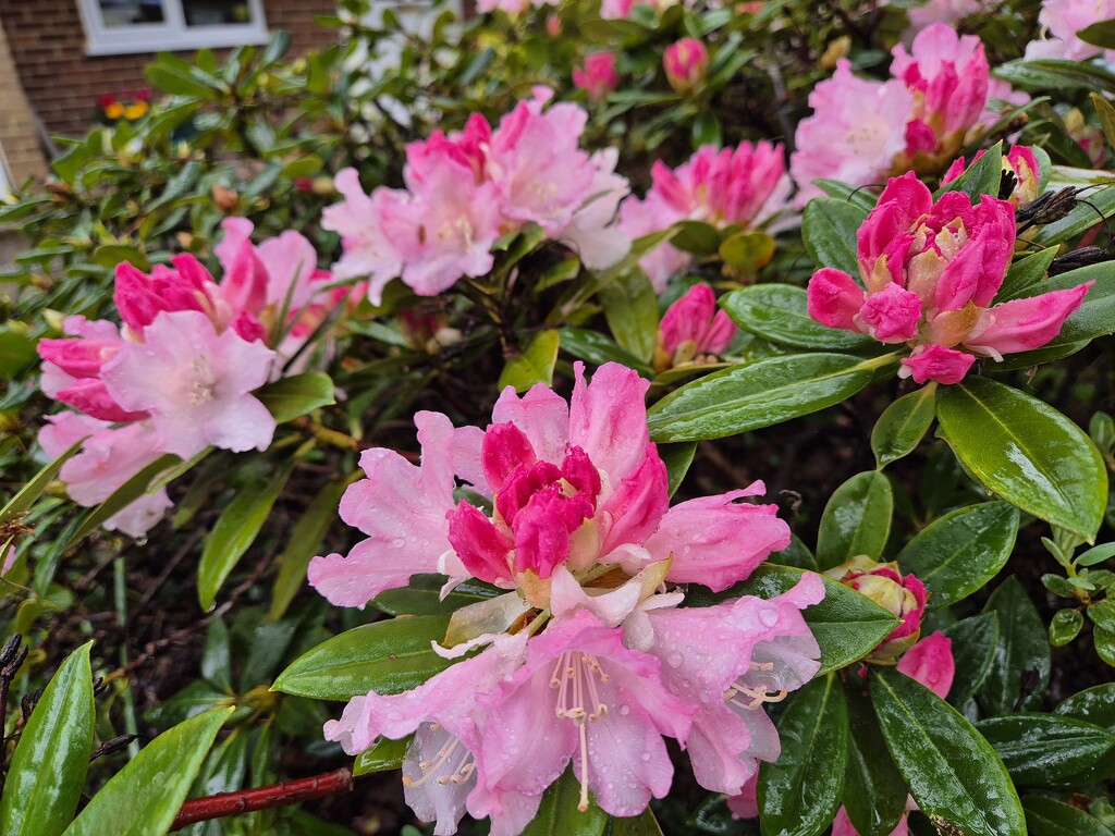 Rhododendron Surrey Heath by happyteg