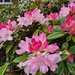 Rhododendron Surrey Heath by happyteg