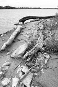 4th May 2024 - Driftwood, Alton Slough