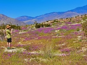 6th May 2024 - The Desert in Bloom