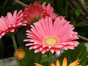 6th May 2024 - Gerbera Daisy