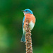 Bluebird guarding his nest by kathyladley