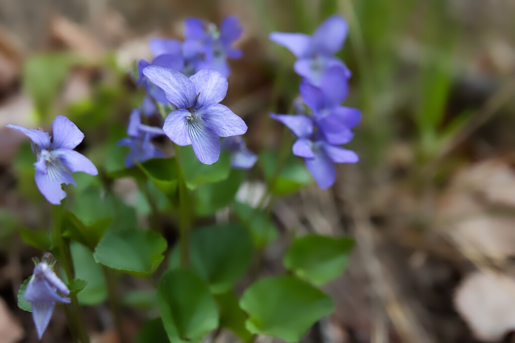 Marsh Blue Violet by okvalle