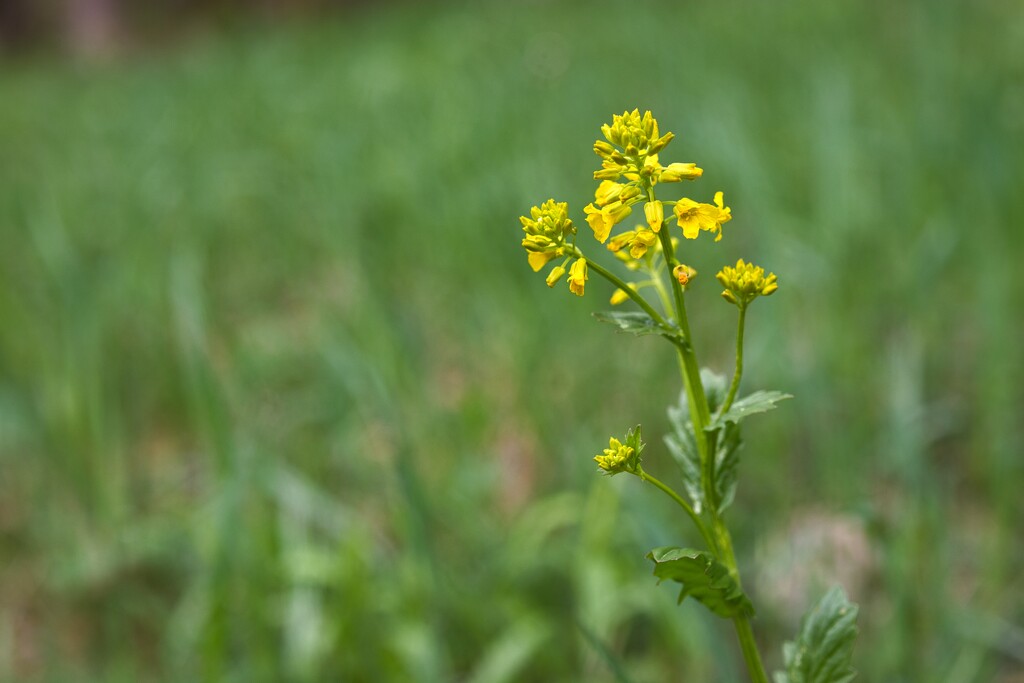 Small-flowered winter-cress by okvalle