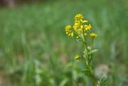 6th May 2024 - Small-flowered winter-cress