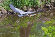 6th May 2024 - LHG_0094 Great Blue Heron at home