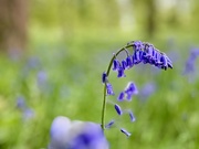 6th May 2024 - Bluebells
