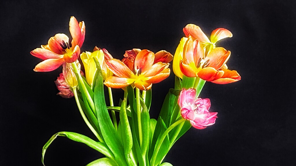 Bunch of Tulips by carole_sandford