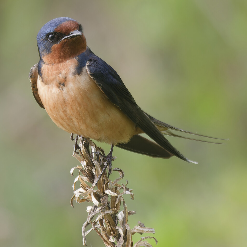 barn swallow  by rminer