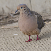 6th May 2024 - mourning dove