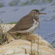 6th May 2024 - spotted sandpiper 