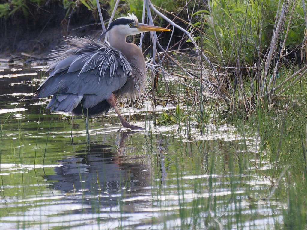 Great blue heron fun with feathers by rminer