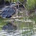 Great blue heron fun with feathers