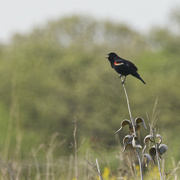 6th May 2024 - red-winged blackbird