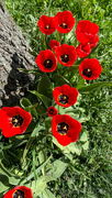 6th May 2024 - Red tulips