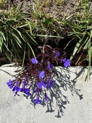 6th May 2024 - Volunteer Lobelia