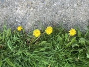 6th May 2024 - Half Sidewalk, Half Grass & Dandelions