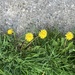 Half Sidewalk, Half Grass & Dandelions by spanishliz