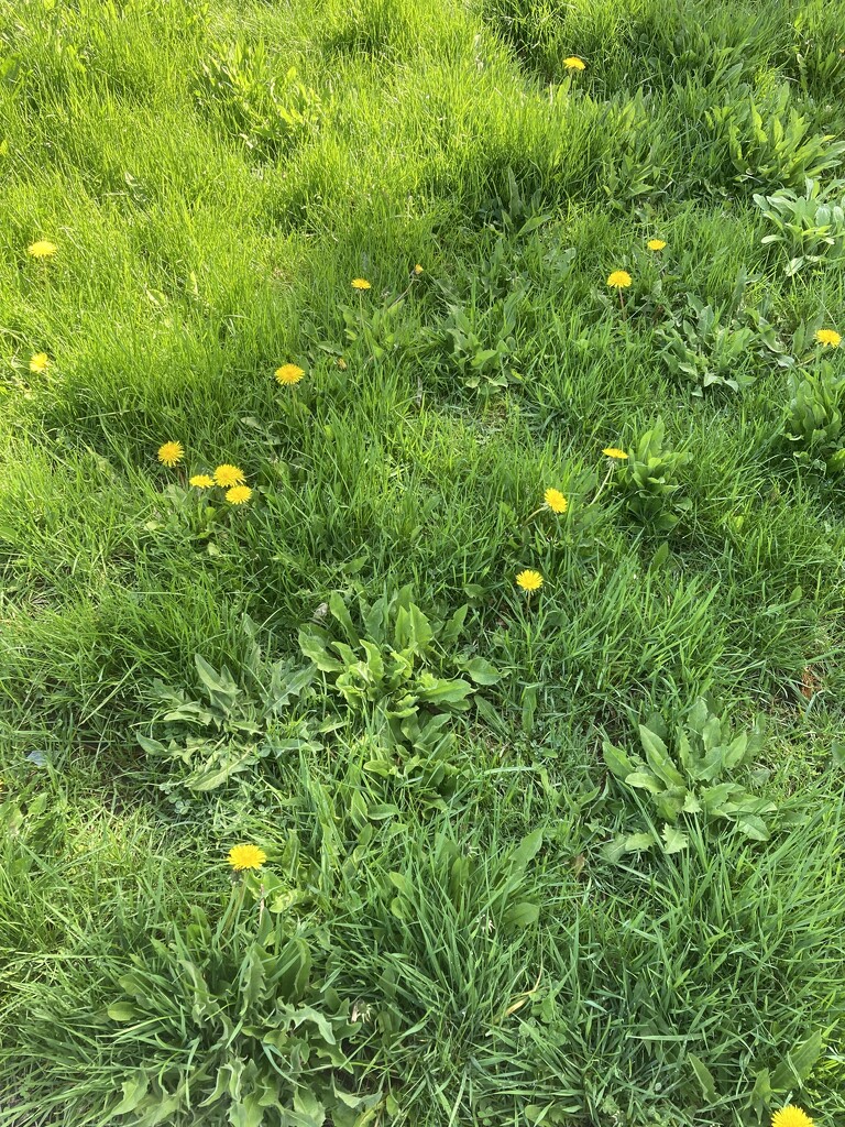 Long Grass and Dandelions by spanishliz
