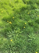 6th May 2024 - Long Grass and Dandelions