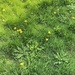 Long Grass and Dandelions