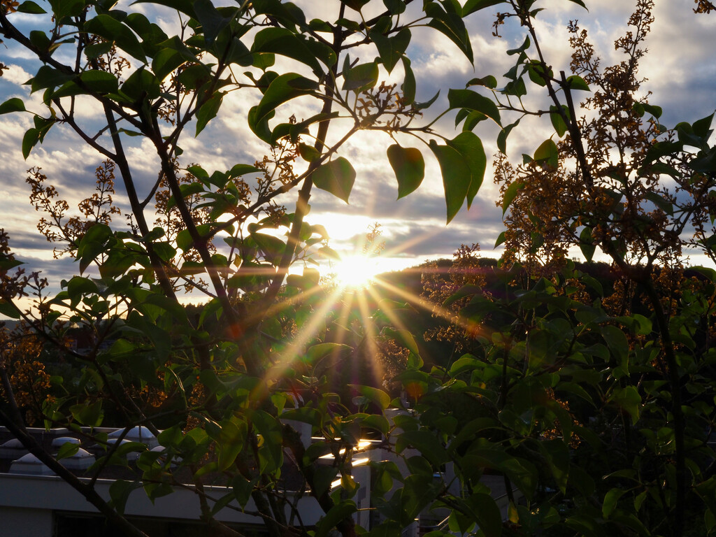 Sunstar by anziphoto