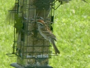 6th May 2024 - Chipping Sparrow