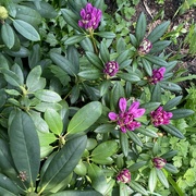 6th May 2024 - Rhododendron 