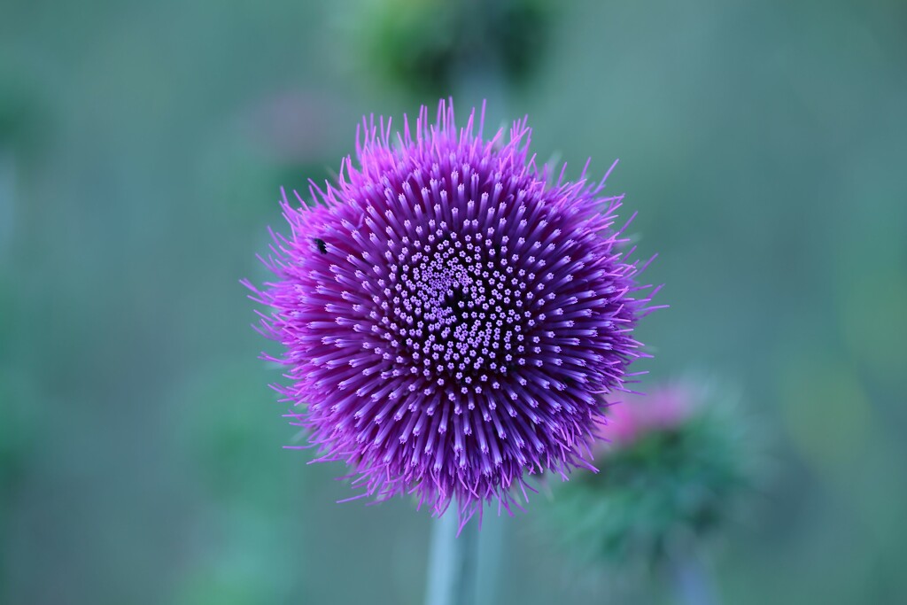 thistle by blueberry1222