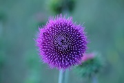 6th May 2024 - thistle