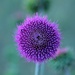 thistle by blueberry1222