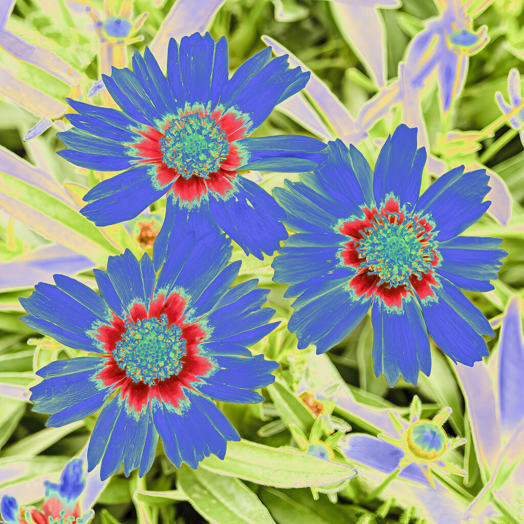 Coreopsis solarized by k9photo