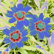 6th May 2024 - Coreopsis solarized
