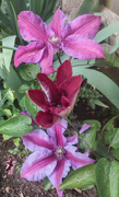 6th May 2024 - Clematis