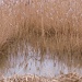 Winter Reed Beds by judithdeacon