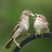 Sparrow Mother and Fledgling by lsquared