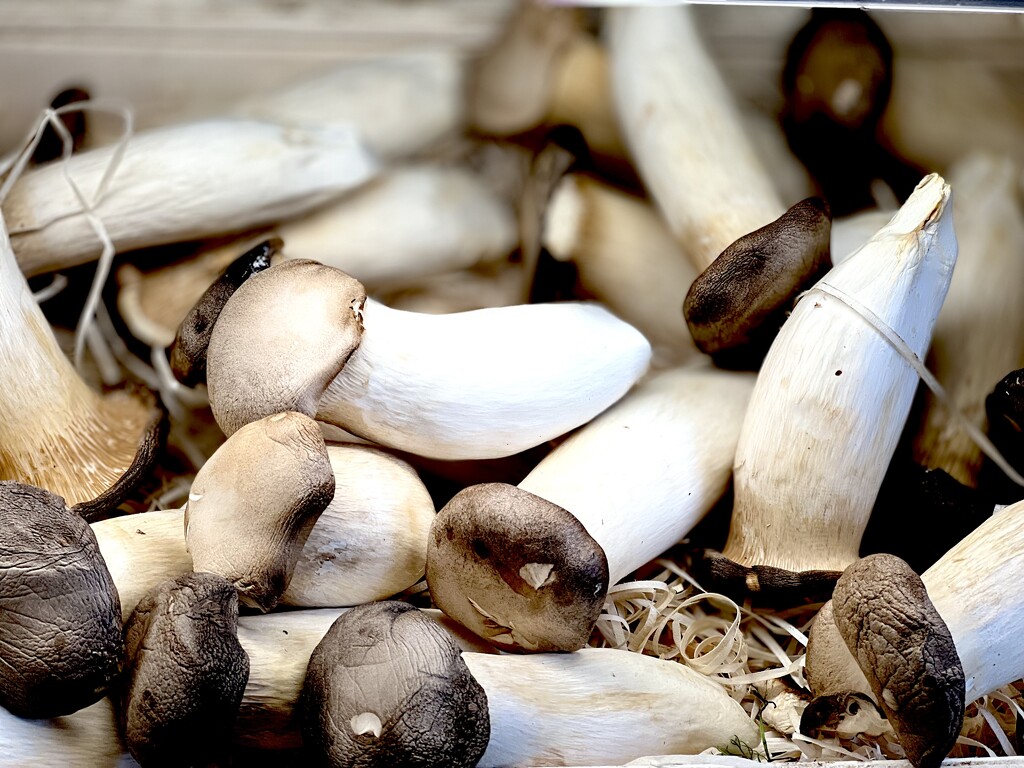 Mushrooms by rensala
