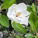 Magnolia by bellasmom