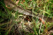 19th Apr 2024 - Rat snake skin...