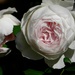 Tea rose... by marlboromaam