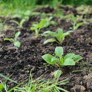 6th May 2024 - Foxglove Seedlings