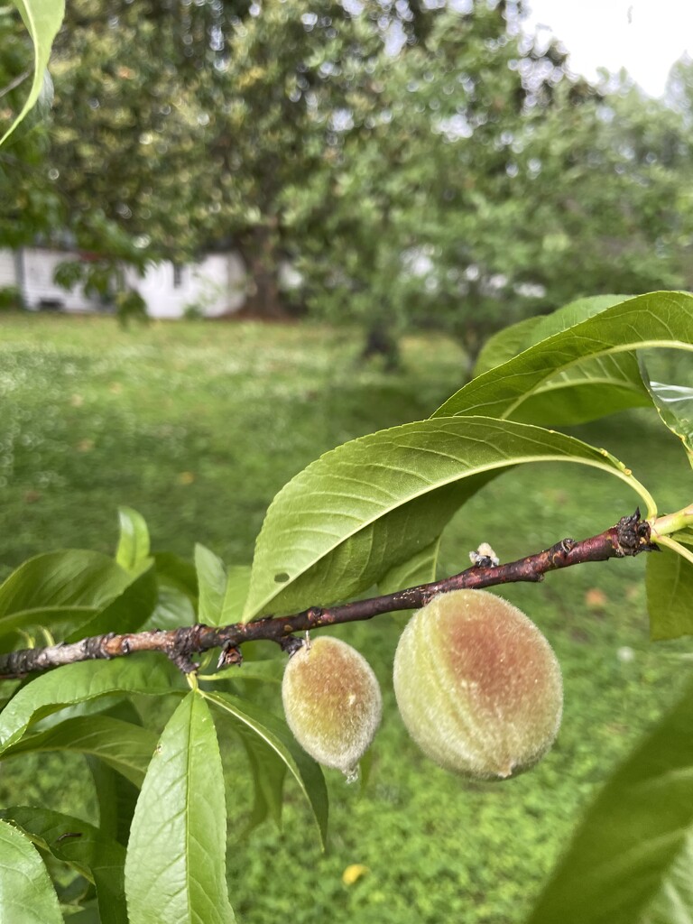 Tiny peaches by margonaut