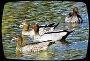 7th May 2024 -  Australian Wood Duck ..maned duck or maned goose (Chenonetta jubata)  ~ 