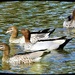 Australian Wood Duck ..maned duck or maned goose (Chenonetta jubata)  ~ 