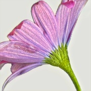 6th May 2024 - May Half & Half - Flower & Stem
